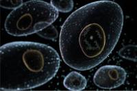 Hot topic: Synthetic biology Floating single cell organisms in black liquid