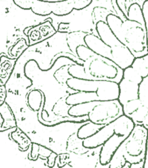 archival image as person placeholder