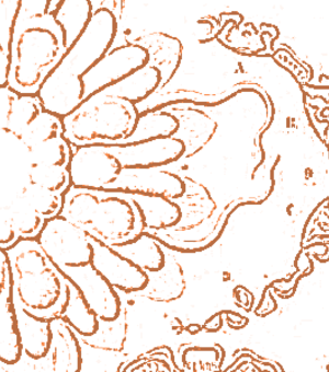 archival image as person placeholder