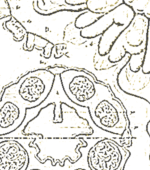 archival image as person placeholder