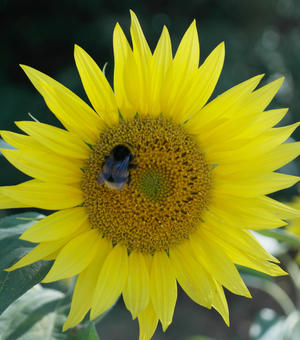 Photo of a sunflower